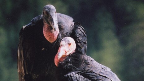 Two tagged California Condors