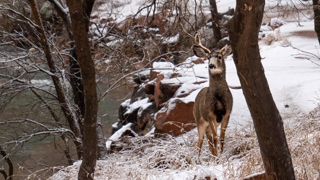 A mule deer stands among trees on a snowy riverbank.