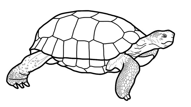 A black-and-white sketch of a desert tortoise.