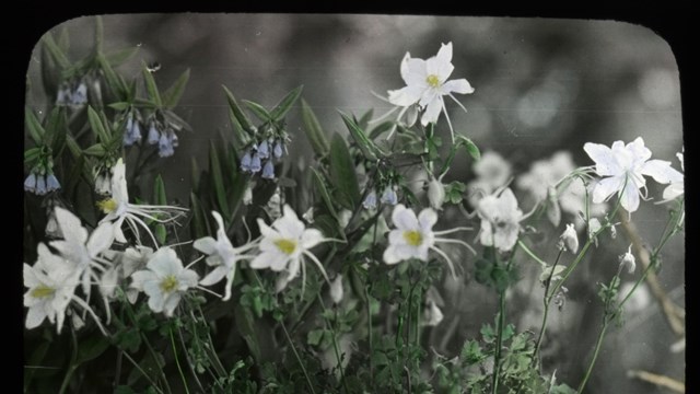 Handcolored glass slide of bluebells and columbine flowers from Cedar Breaks National Monument