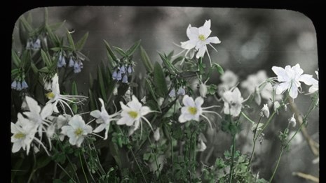 Handcolored glass slide of bluebells and columbine flowers from Cedar Breaks National Monument