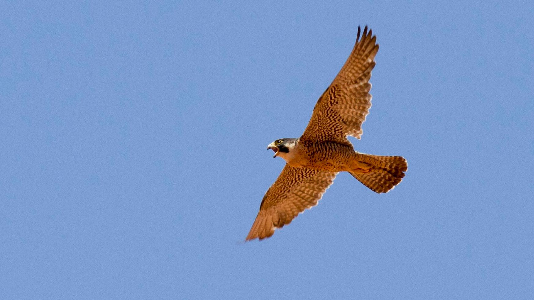 Large falcon, wings outspread, flying overhead with a blue sky in the background.
