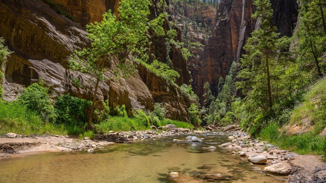 A tall canyon, about 150 feet wide, towers over a river. Trees line the water.