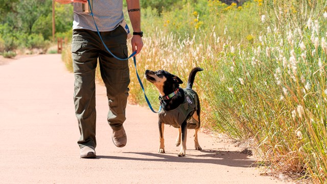 A dog walks on a paved trail.