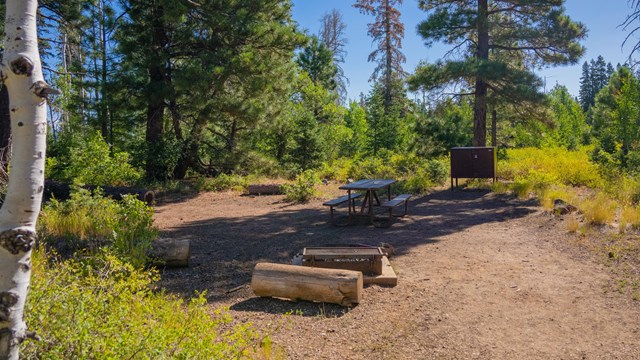 A campground with a picnic table, firewood, and a bear box. Lush plants surround the site.