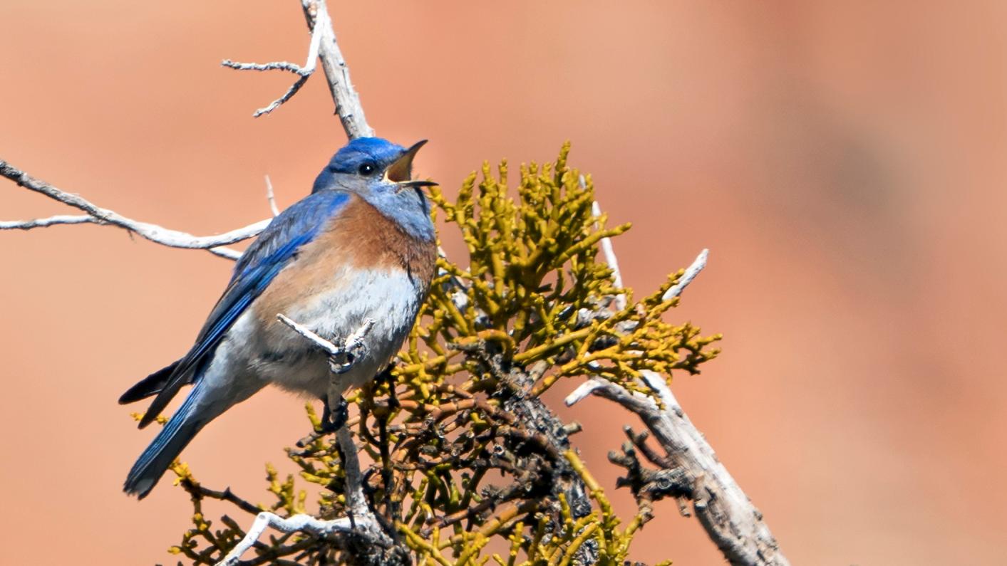 Western Bluebird on a branch. 