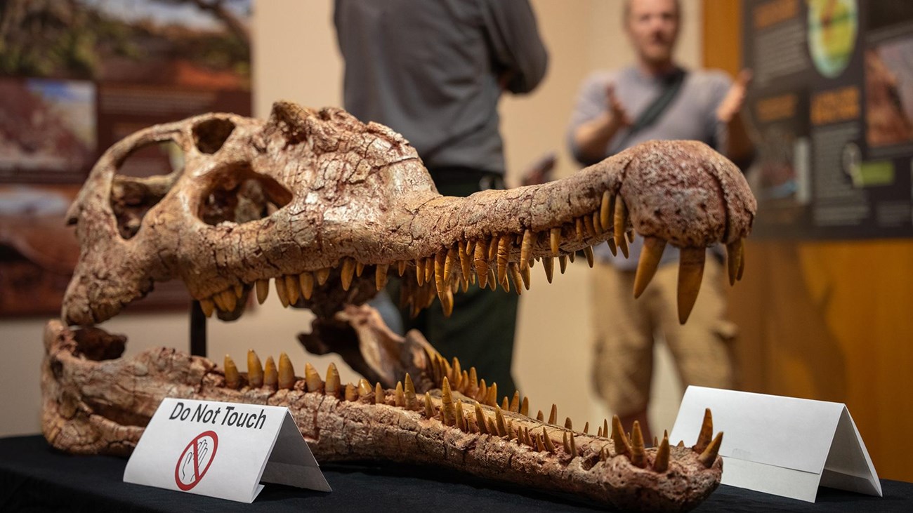 A long-snouted red-brown skull of a reptile sits on a table.