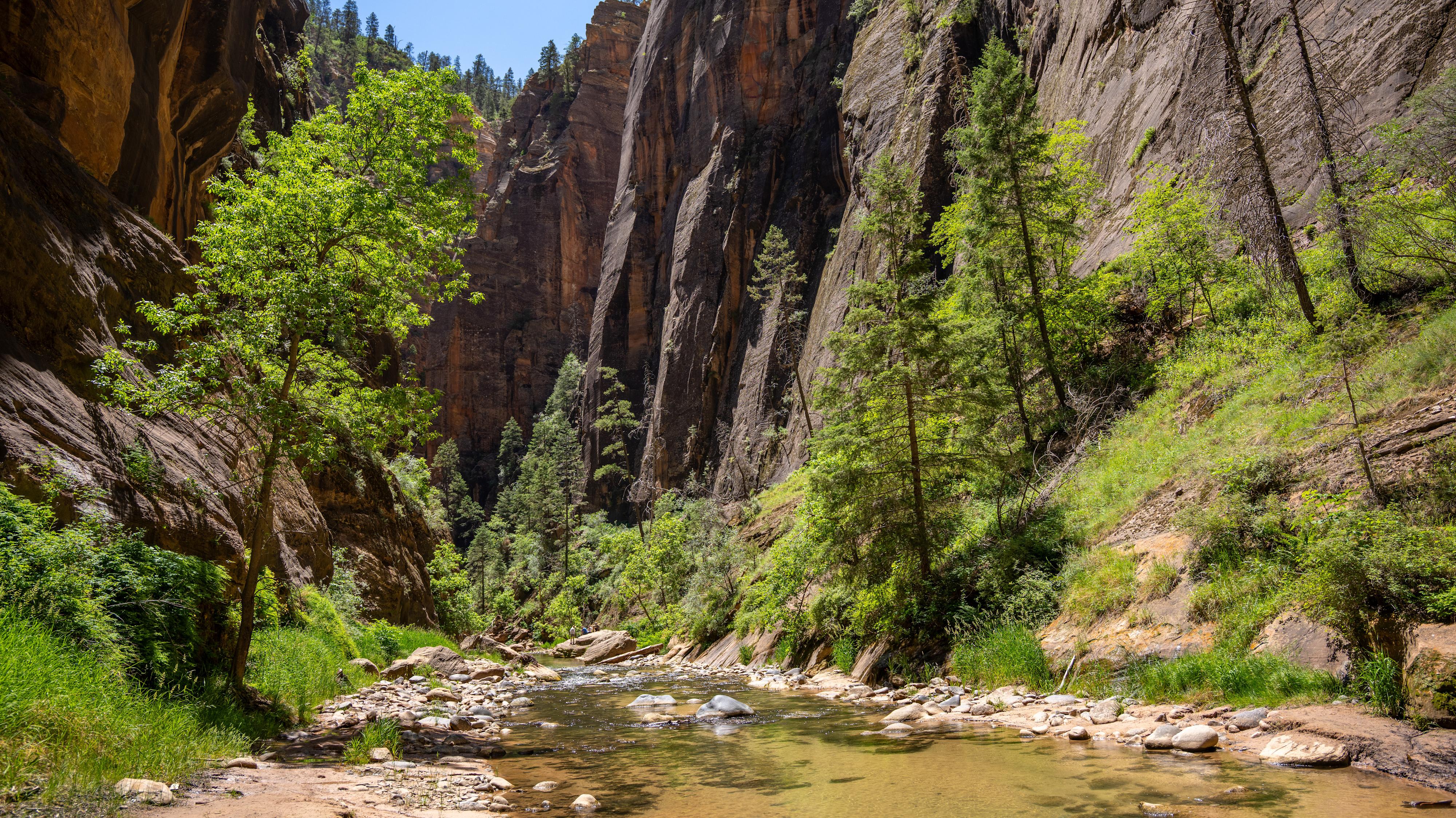 A narrow canyon lined with green plants and large boulders.