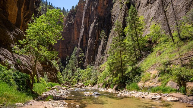 A narrow canyon lined with green plants and large boulders.