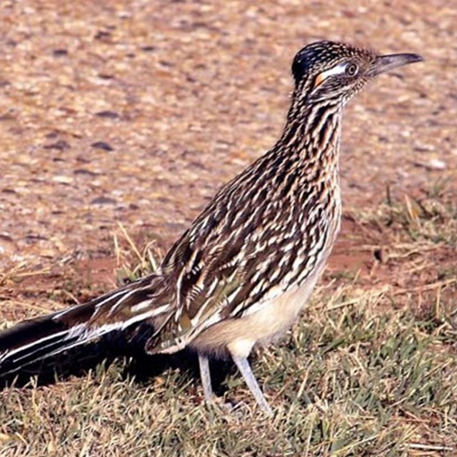 Greater Roadrunner