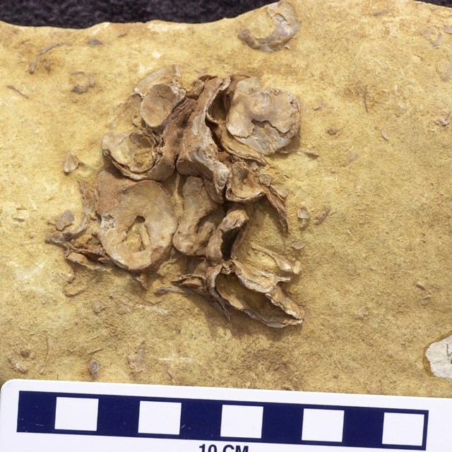 A yellow rock with a fossil