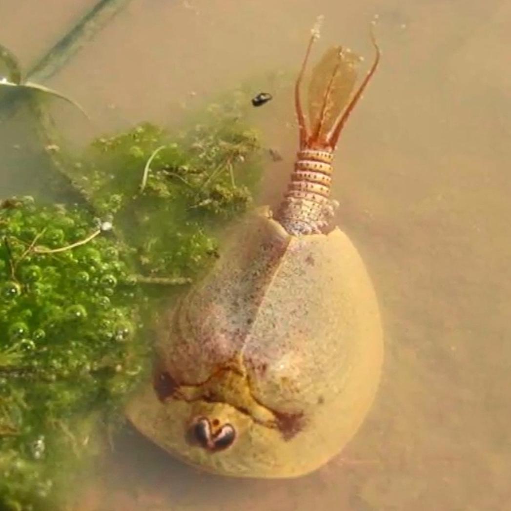 A small, brown triops sits in a pool of water. It has a round, shelled, crustacean shape.