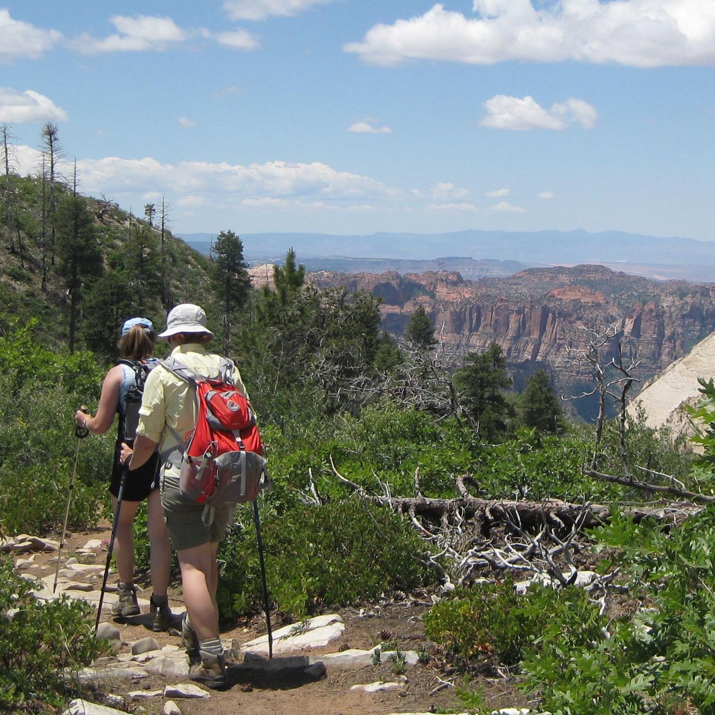 A hiker walks along a trail surrounded by trees and bushes.