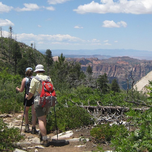A hiker walks along a trail surrounded by trees and bushes.