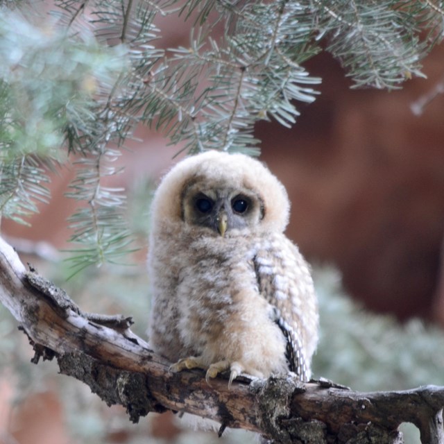 Young fledgling Mexican Spotted Owl sitting on a branch