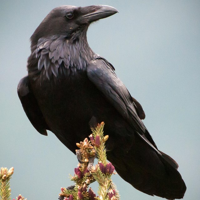 Large black bird perched on top of tree