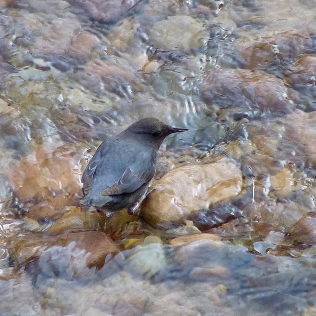 Small black bodied bird with brown head perched on river rocks