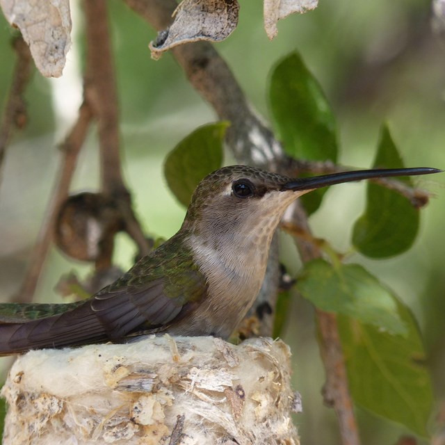Small hummingbird with blue, green wings sits on its white nest