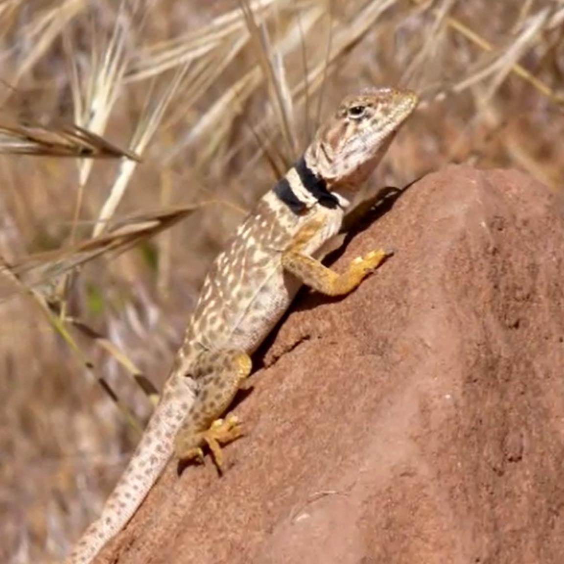 A Great Basin Collared Lizard clings to a rock. It has two black stripes across its neck.