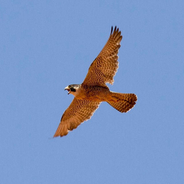 Large falcon, wings outspread, flying overhead