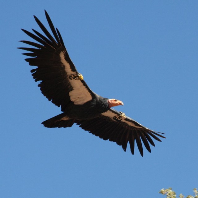 Large Condor with wings outstretched flies overhead