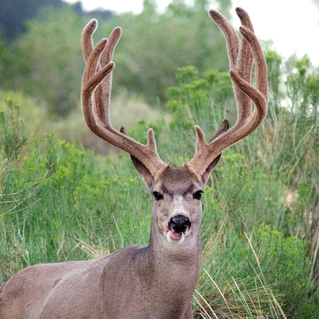 image of male mule deer in a green desert scrubland with tall antlers on its head