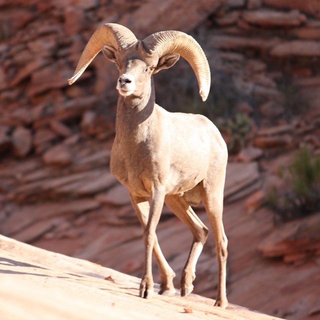 Large male bighorn sheep walking on a red sandstone rock