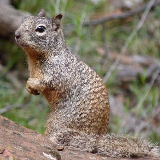 Rock squirrel sitting on a rock, hands together at its chest