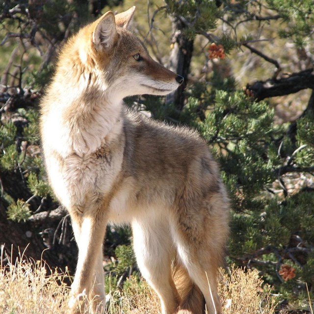 Small, grey colored coyote surrounded by trees, looks to the right