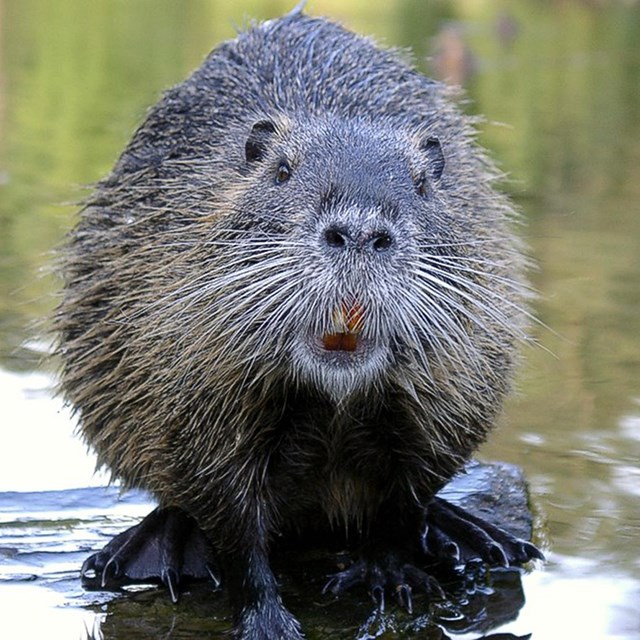 Large beaver in water, looking up towards photographer