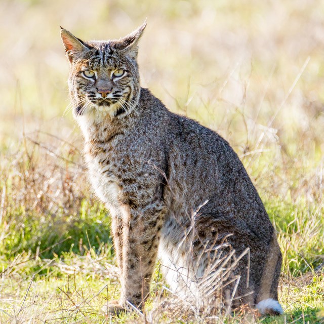 Tall bobcat seated on a grassy lawn, staring at photographer