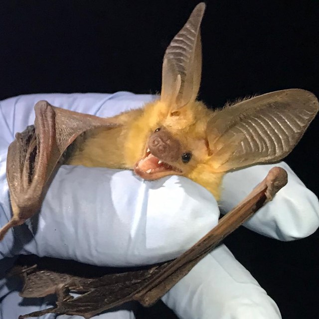 Pallid bat with large ears being held in a blue gloved hand