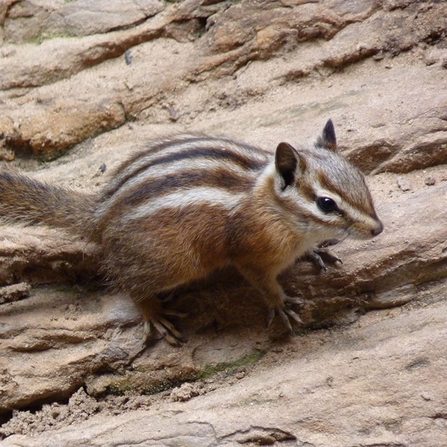 Small brown chipmunk with white lines going from its face down its body