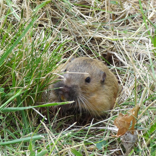 Small, brown rodent poking its head out of its borough. Green grass surrounds the dirt hole