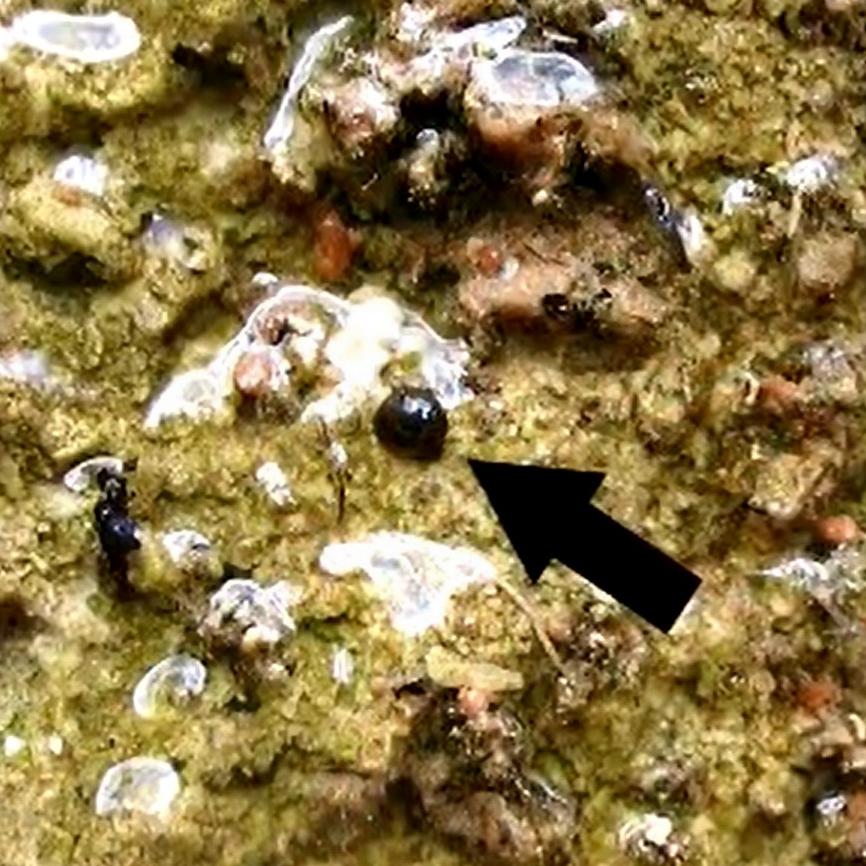 A black arrow points to a snail clinging to a wet rock. It appears as a miniscule black dot.