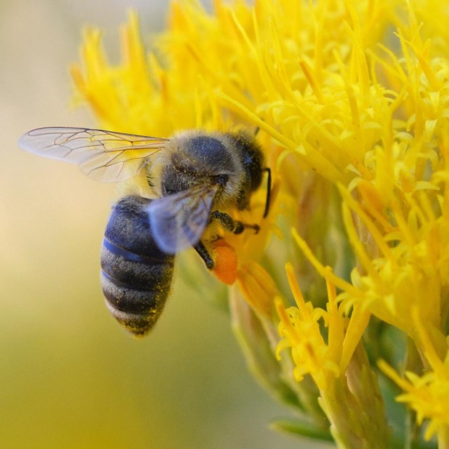 bee hovers next to a yellow flower