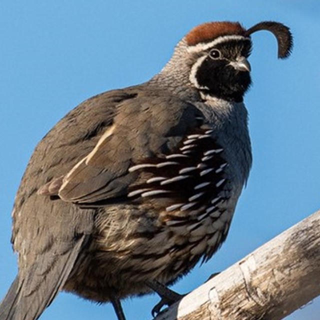 Gambel’s Quail