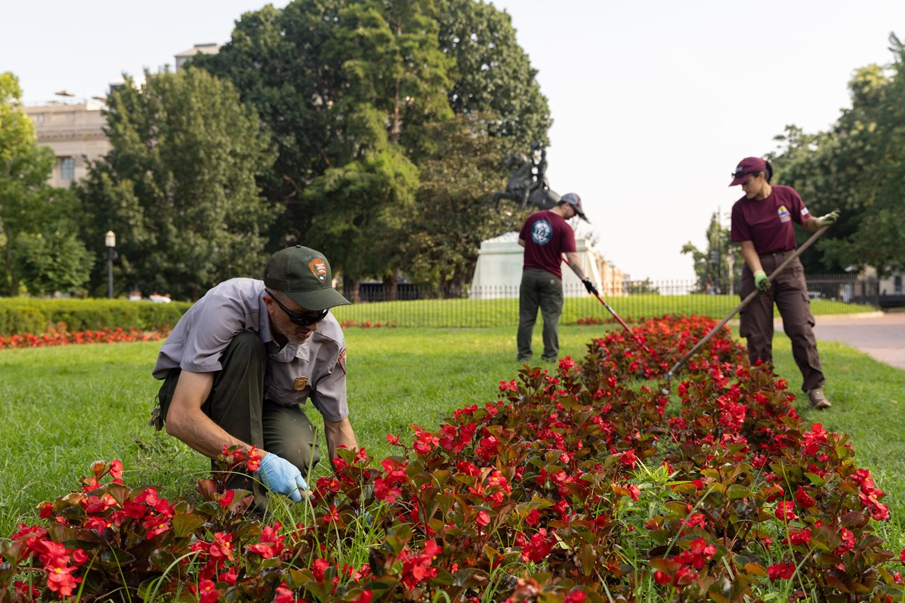 National Park Service Chief of Maintenance Park Scott Sommers and Traditional Trades Advancement Program interns Brenton Tate, center, and Kendall Soriano, right, remove weeds from flower beds near the White House in Washington, Tuesday, July 22, 2025.