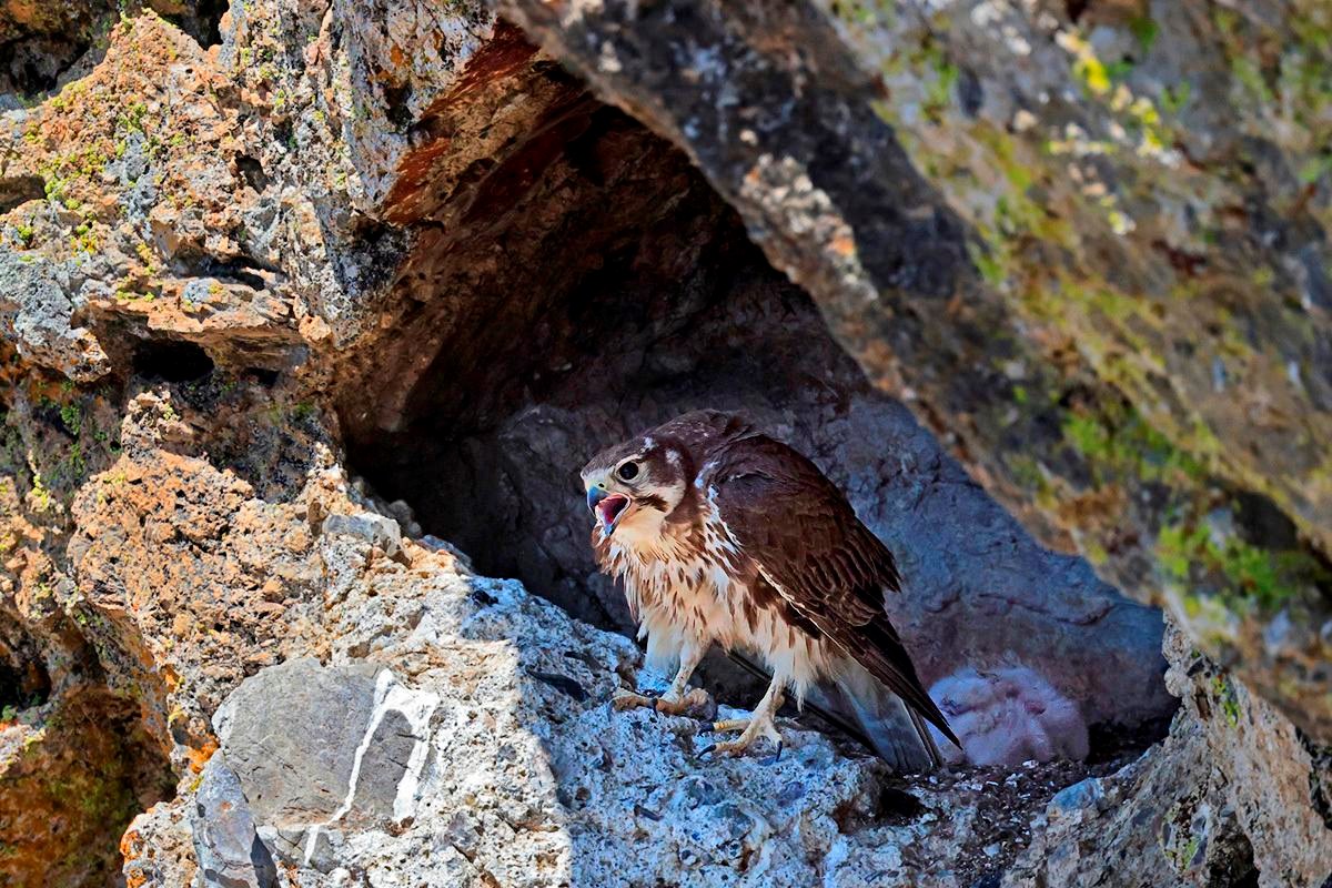 Brown and white falcon with her beak open and her feathers puffed out, making her appear larger. She's perched on a rock at the entrance to a triangular cliff cavity, which has a white bundle of nestlings inside.