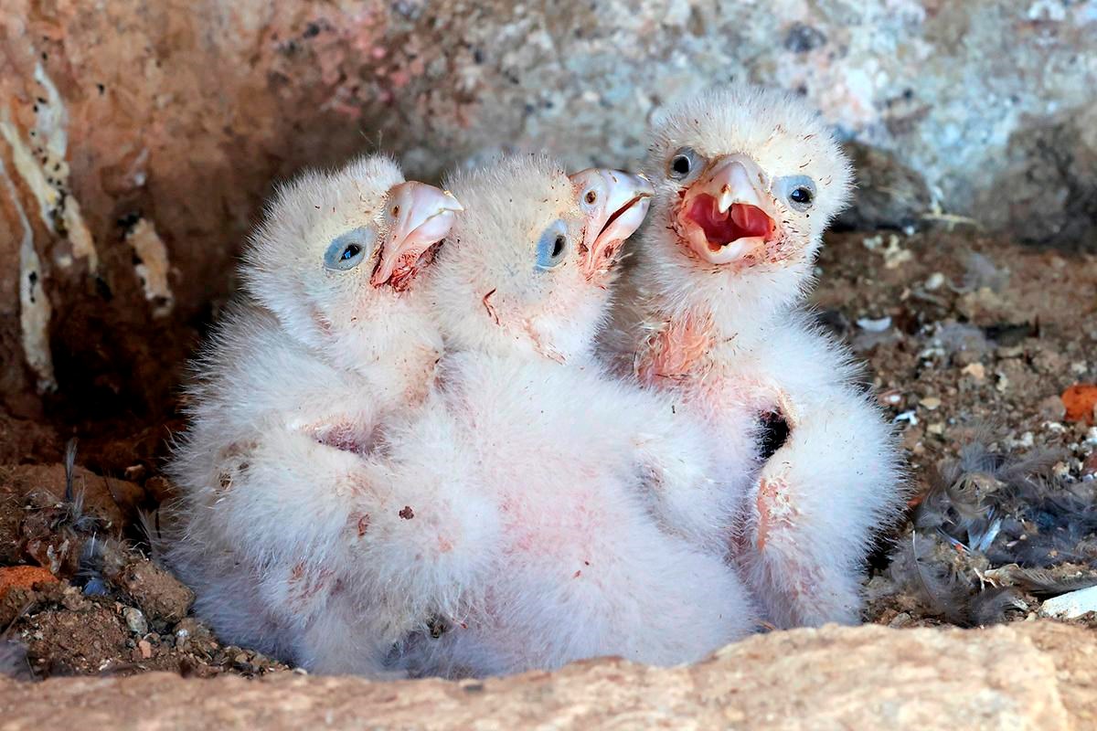 Three small, fluffy white nestlings with some blueish skin around their eyes. Two are looking towards the one on the right, which is vocalizing in the direction of the camera.