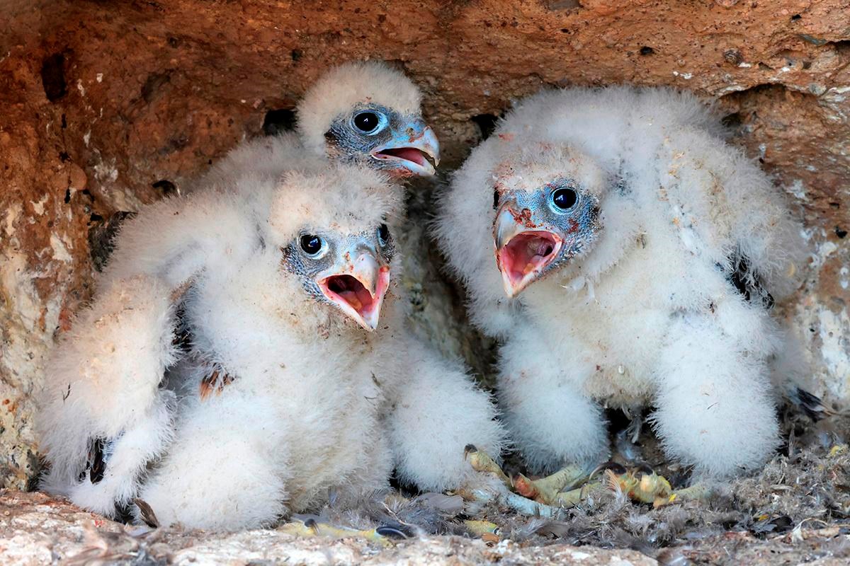 Three fluffy white nestlings with bluish faces vocalizing inside a rocky cliff cavity.