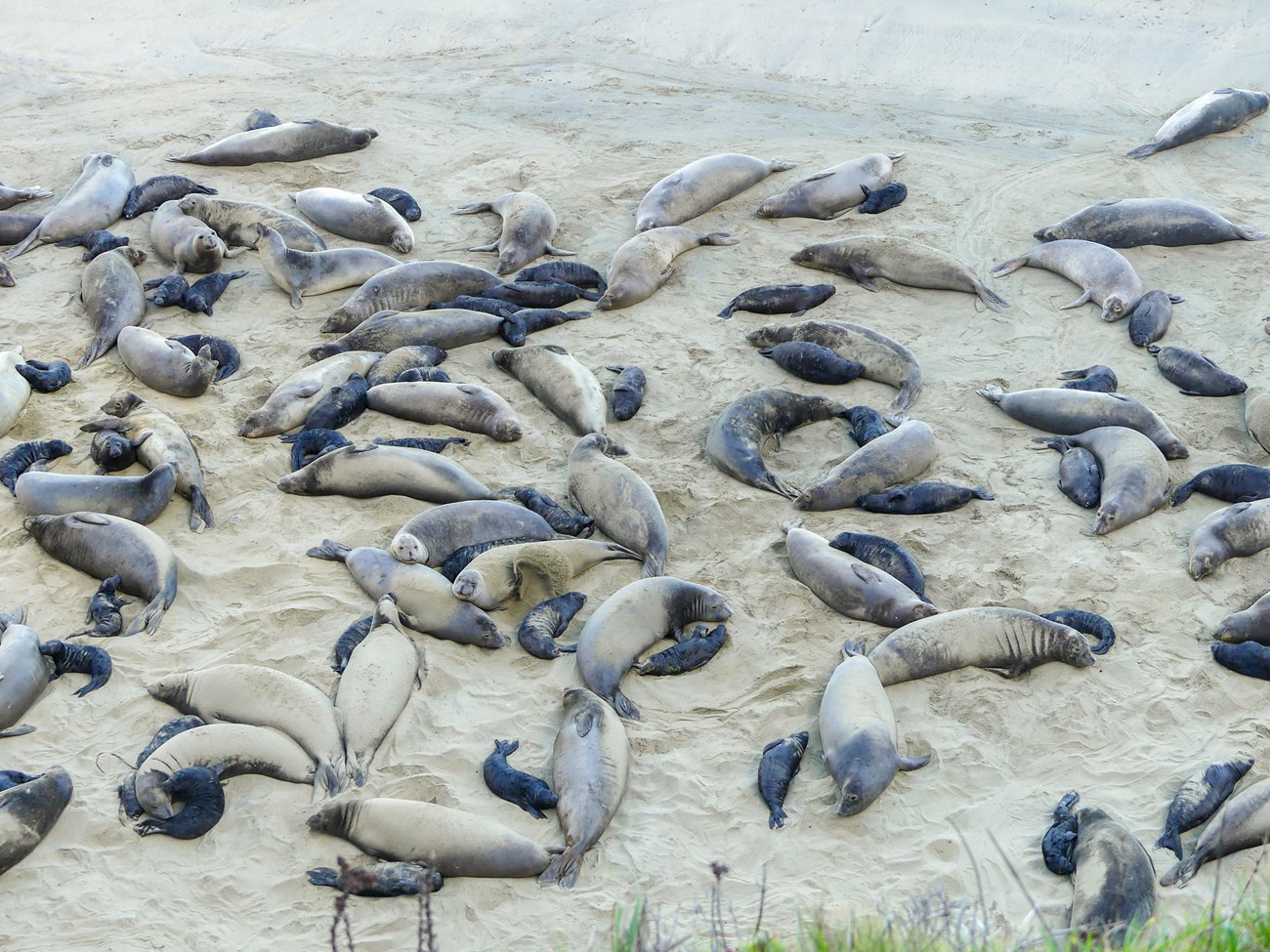 Looking down at a section of beach that's full, edge to edge with elephant seal mothers and their pups.