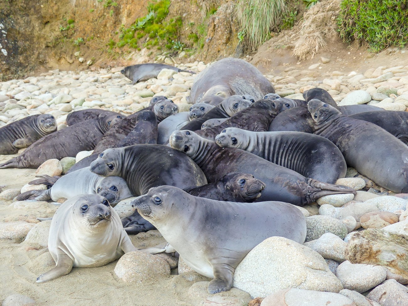 A tight-knit group of a couple dozen weaned elephant seals. They are cute, with their big, dark eyes and round faces. Some are showing off rolls of fat around their necks as they look over their shoulders towards the camera.