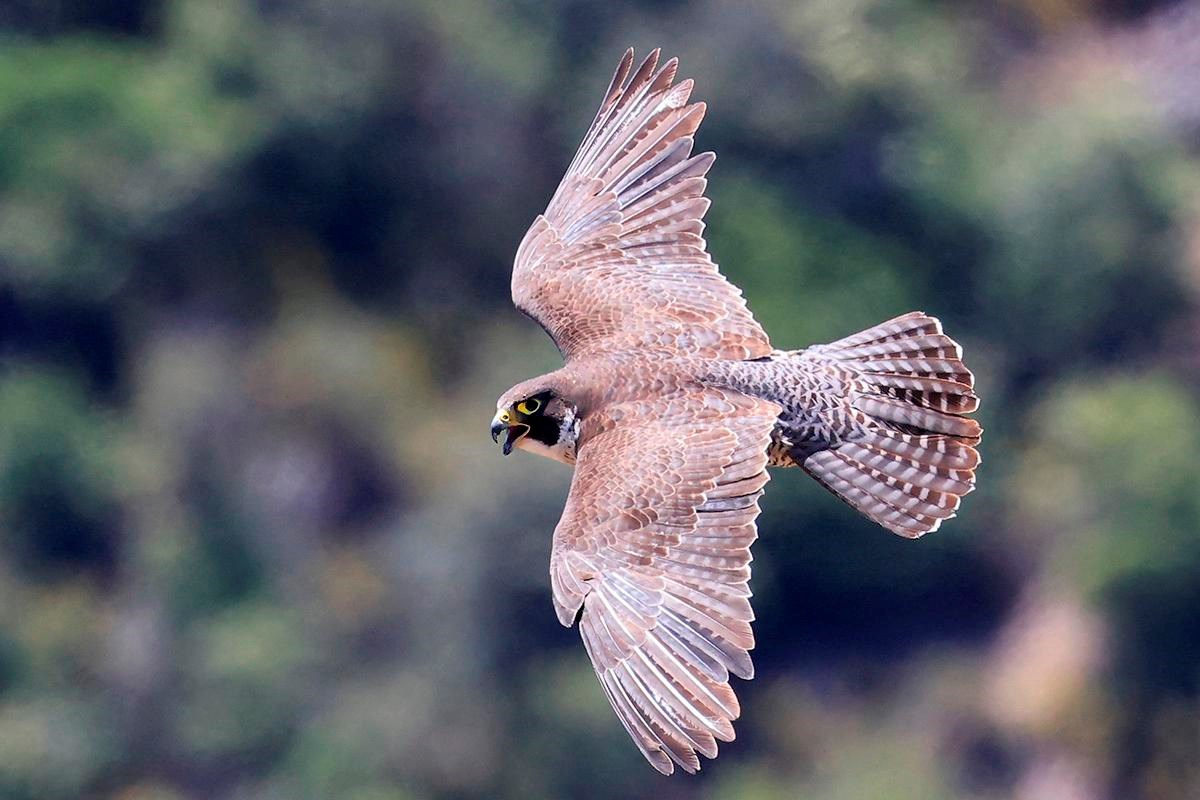 Side view of a peregrine falcon with her beak open and the backs of her wings and tail angled towards the camera. A pair of feathers on each wing have more of a blue-gray hue compared to the other more reddish-brown feathers.