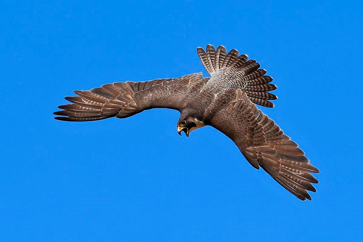 Peregrine falcon flying and calling, with the top side of her wings and tail facing the camera. Most of her wing feathers are reddish brown patterned with some white, but a couple have a more gray-brown hue.