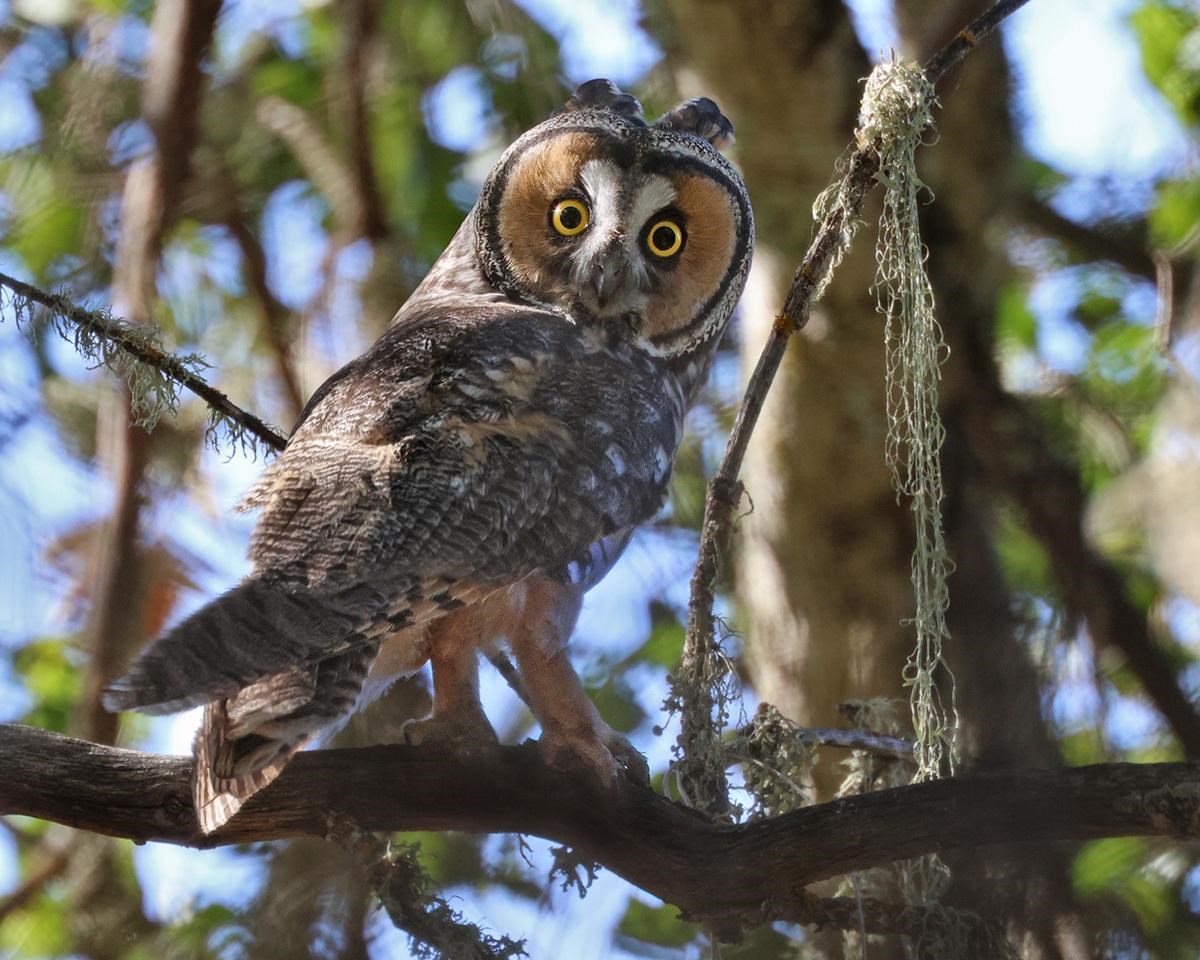 Owl with a big round facial disc and ear tufts, on a moss-draped branch, looking over its shoulder at the camera.