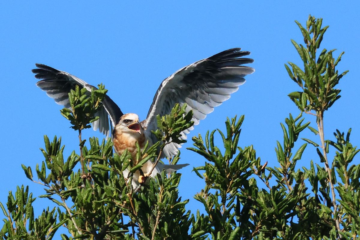 Bird with a light, rusty breast and gray wings clumsily balancing on a cluster of leafy branches with its wings out above its head and its beak open, mid-vocalization.