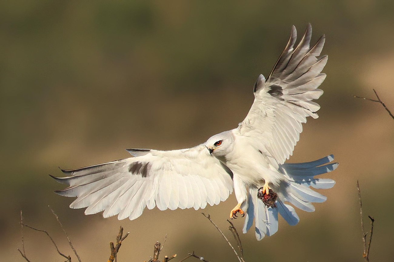 Striking white bird with red eyes and a rodent in one of its talons, about to land on some bare branches. We see the underside of the wings and tail fully spread out as the bird slows down.
