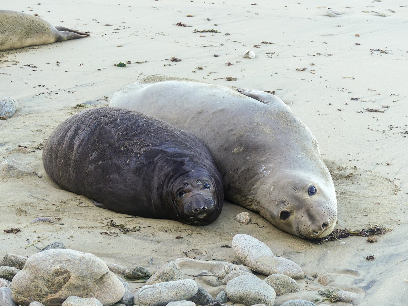 Two elephant seals lyiing in the sand side by side in the same position, both glancing toward the camera without raising their heads. The pup is on the left, smaller, darker, and fatter than its silvery-coated mother.