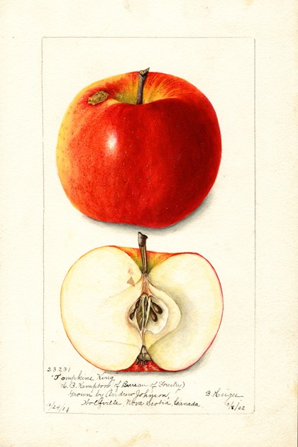 A watercolor drawing of an apple, both intact and cut in half.